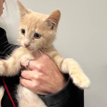 Nutmeg -  Domestic Short Hair Cat for Adoption in Normal, Illinois - Nutmeg | PetCurious
