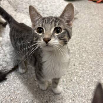 Tale -  Domestic Short Hair Cat for Adoption in Detroit Lakes, Minnesota - Tale | PetCurious