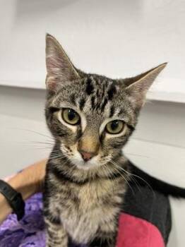 Carl -  Domestic Short Hair Cat for Adoption in Venice, Florida - Carl | PetCurious