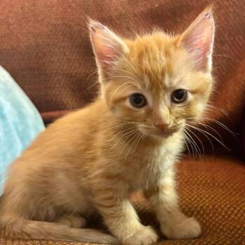 Beignet -  Domestic Medium Hair Cat for Adoption in Bentonville, Arkansas - Beignet | PetCurious