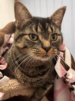 Gemini -  Domestic Short Hair Cat for Adoption in Allegan, Michigan - Gemini | PetCurious
