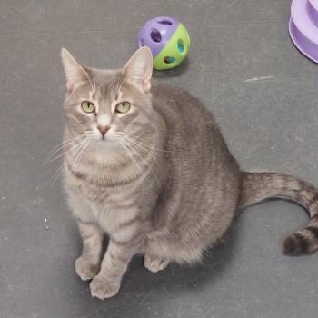 Rescue Domestic Short Hair Cats for Adoption in Williamsport, Pennsylvania - River Phoenix | PetCurious