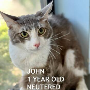 John -  Domestic Medium Hair Cat for Adoption in Los Angeles, California - John | PetCurious