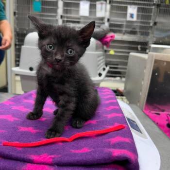 Shady 26-06-164 -  Domestic Short Hair Cat for Adoption in Bastrop, Texas - Shady 26-06-164 | PetCurious