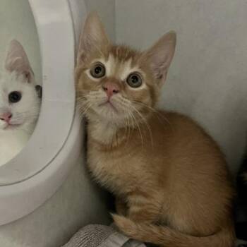 Peanut -  Domestic Short Hair Cat for Adoption in Dayton, Ohio - Peanut | PetCurious