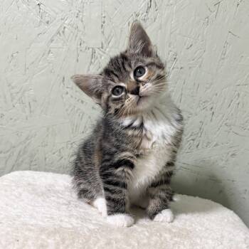Domestic Short Hair Cats Available for Adoption in Cumming, Georgia - Crumpet | PetCurious