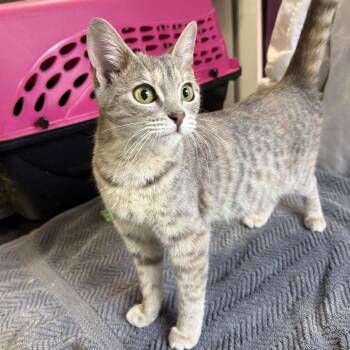 Domestic Short Hair Cats Available for Adoption in Los Angeles, California - Ava | PetCurious