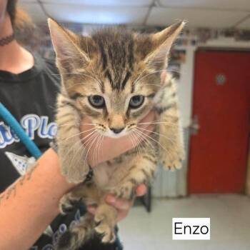 Enzo -  Domestic Short Hair Cat for Adoption in Madison, Wisconsin - Enzo | PetCurious