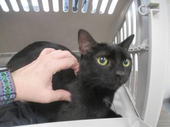 MEADOW -  Domestic Short Hair Cat for Adoption in Ocala, Florida - MEADOW | PetCurious