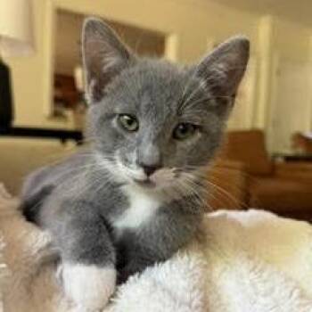 Linus (aka Donny) -  Domestic Short Hair Cat for Adoption in Cumming, Georgia - Linus (aka Donny) | PetCurious