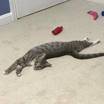 Milo -  Domestic Short Hair Cat for Adoption in Gibsonia, Pennsylvania - Milo | PetCurious