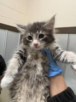 Bart -  Domestic Long Hair and Domestic Short Hair Cat for Adoption in Palm Coast, Florida - Bart | PetCurious