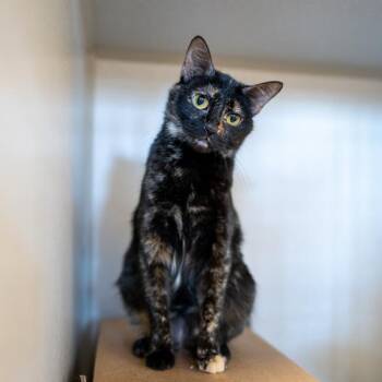 Domestic Short Hair Cats Available for Adoption in Des Moines, Iowa - Minnie -- Bonded Buddy With Daisey | PetCurious