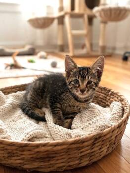 Dolly -  Tabby and Domestic Medium Hair Cat for Adoption in Fort Myers, Florida - Dolly | PetCurious