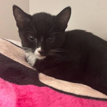 Domestic Short Hair Cats Available for Adoption - Dixie | PetCurious