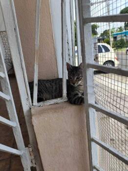 Saiki -  Domestic Short Hair Cat for Adoption in Naranjito, Naranjito - Saiki | PetCurious