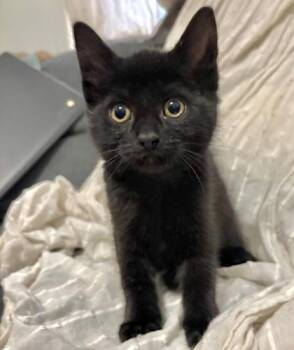 Domestic Short Hair Cats Available for Adoption in Vaughan, Ontario - Parker | PetCurious