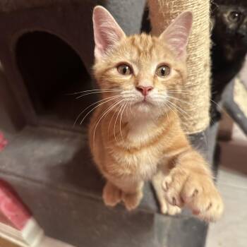 Pele -  Domestic Short Hair Cat for Adoption in Albany, New York - Pele | PetCurious
