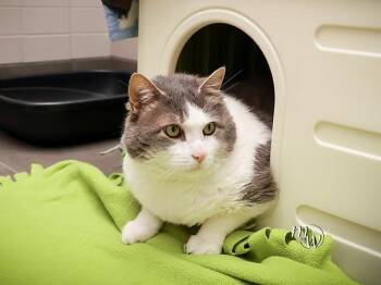 QBERT -  Domestic Short Hair Cat for Adoption in Omaha, Nebraska - QBERT | PetCurious