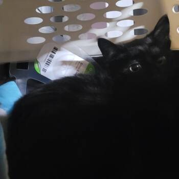 Drift (Barn Cat) -  Domestic Short Hair Cat for Adoption in Coos Bay, Oregon - Drift (Barn Cat) | PetCurious