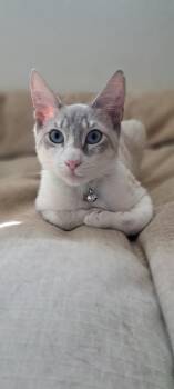 Domestic Short Hair Cats Available for Adoption in Dixon, California - Fonzie | PetCurious