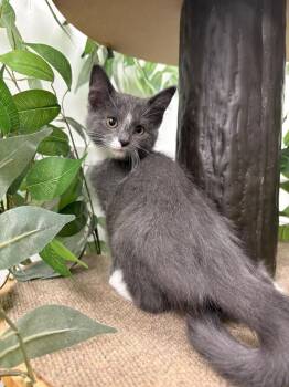 Velma -  Domestic Short Hair Cat for Adoption in Findlay, Ohio - Velma | PetCurious
