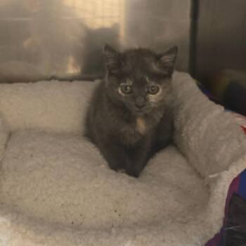 Lightning -  Domestic Short Hair Cat for Adoption in Waldorf, Maryland - Lightning | PetCurious