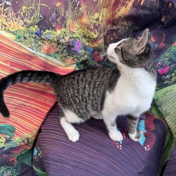 Arthur Woodbury 56606 -  Domestic Short Hair Cat for Adoption in Eaton Rapids, Michigan - Arthur Woodbury 56606 | PetCurious