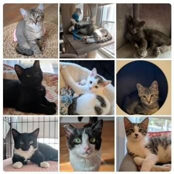 Mix & Match Kittens -  Domestic Short Hair Cat for Adoption in Boston, Massachusetts - Mix & Match Kittens | PetCurious