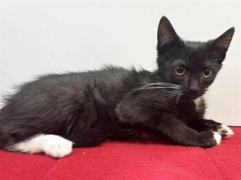 DUNGAREE -  Domestic Short Hair Cat for Adoption in Sacramento, California - DUNGAREE | PetCurious