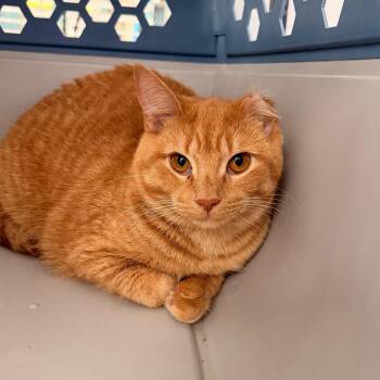 Vinnie -  Domestic Medium Hair Cat for Adoption in Indianapolis, Indiana - Vinnie | PetCurious