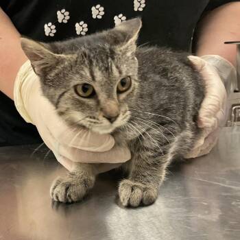 Apple -  Domestic Short Hair Cat for Adoption in Monroe, Louisiana - Apple | PetCurious