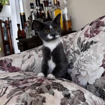 HERMIONE -  Domestic Short Hair Cat for Adoption in East Greenwich, Rhode Island - HERMIONE | PetCurious