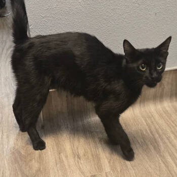 Rescue Domestic Short Hair Cats for Adoption in San Jacinto, California - Midnight | PetCurious