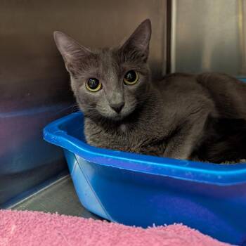 Domestic Short Hair Cats Available for Adoption in Springfield, Illinois - Emily | PetCurious