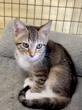 Rescue Tabby and Domestic Short Hair Cats for Adoption in Crossville, Tennessee - ZELDA | PetCurious