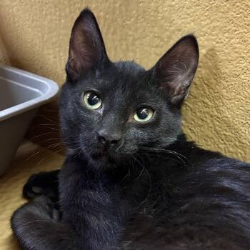 Obsidian -  Domestic Short Hair Cat for Adoption in Sonora, California - Obsidian | PetCurious