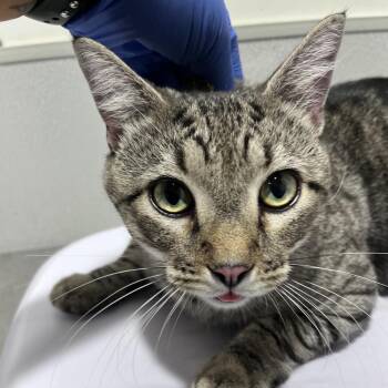 Bones -  Domestic Short Hair Cat for Adoption in Tampa, Florida - Bones | PetCurious