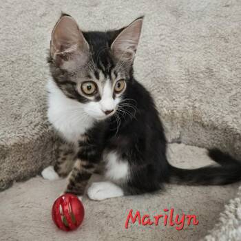 Marilyn #a-warm-hug -  Maine Coon and Domestic Medium Hair Cat for Adoption in Houston, Texas - Marilyn #a-warm-hug | PetCurious