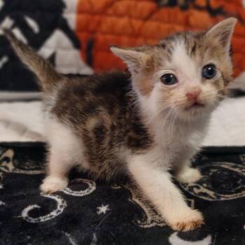 Willie Nyanson -  Domestic Short Hair Cat for Adoption in Winchester, Virginia - Willie Nyanson | PetCurious