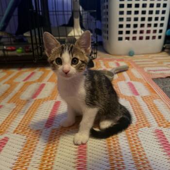 Kermit -  Tabby Cat for Adoption in Tehachapi, California - Kermit | PetCurious