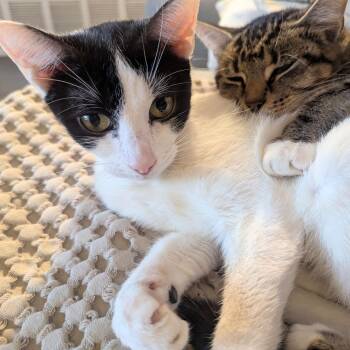 Domestic Short Hair Cats Available for Adoption - Adva & Mari Tuuli | PetCurious