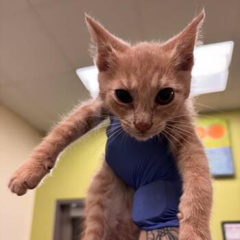 Spark -  Domestic Short Hair Cat for Adoption in Lynchburg, Virginia - Spark | PetCurious