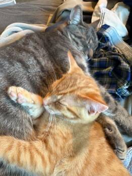 Nugget -  Domestic Short Hair Cat for Adoption in Morganton, North Carolina - Nugget | PetCurious