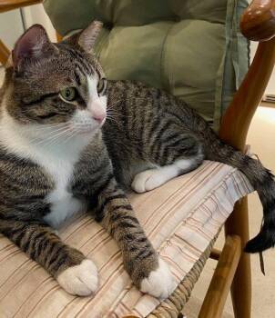 Spice -  Tabby and Tuxedo Cat for Adoption in Magnolia Springs, Alabama - Spice | PetCurious