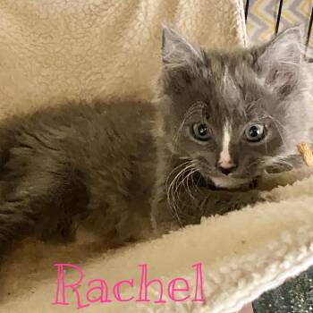 Domestic Medium Hair Cats Available for Adoption in Syracuse, New York - Rachel | PetCurious