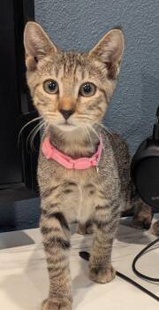 Clementine -  Domestic Short Hair Cat for Adoption in Oviedo, Florida - Clementine | PetCurious