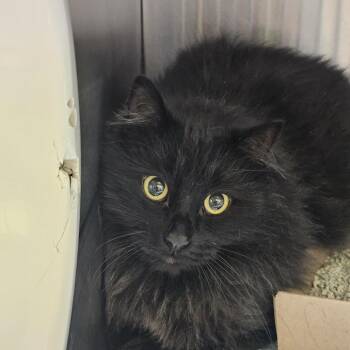 Aladin -  Domestic Long Hair Cat for Adoption in Burlington, Ontario - Aladin | PetCurious