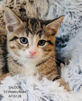 Saloon -  Domestic Short Hair Cat for Adoption - Saloon | PetCurious