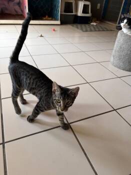 Neytiri (Mo